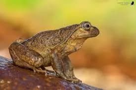 ranita del Pehuenche, una especie en peligro crítico de extinción